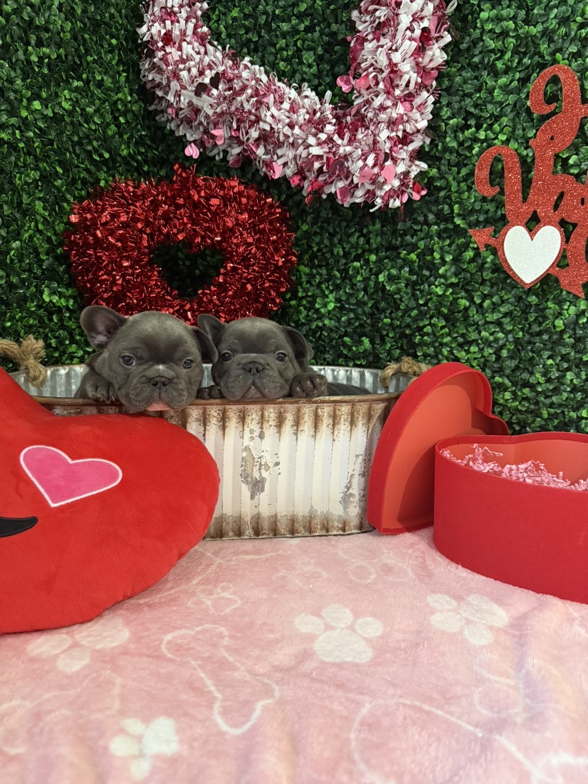 Blue Frenchie puppies - Valentine's photoshoot