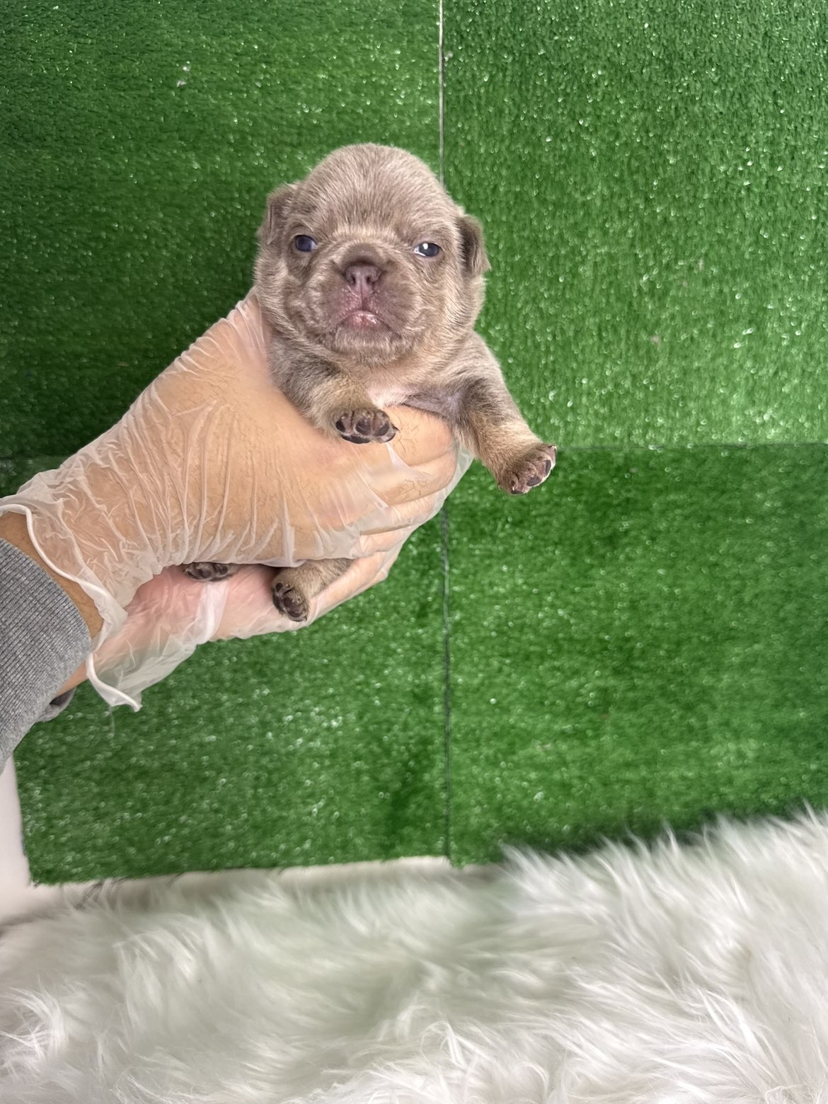 Newborn Frenchie puppy held in hand