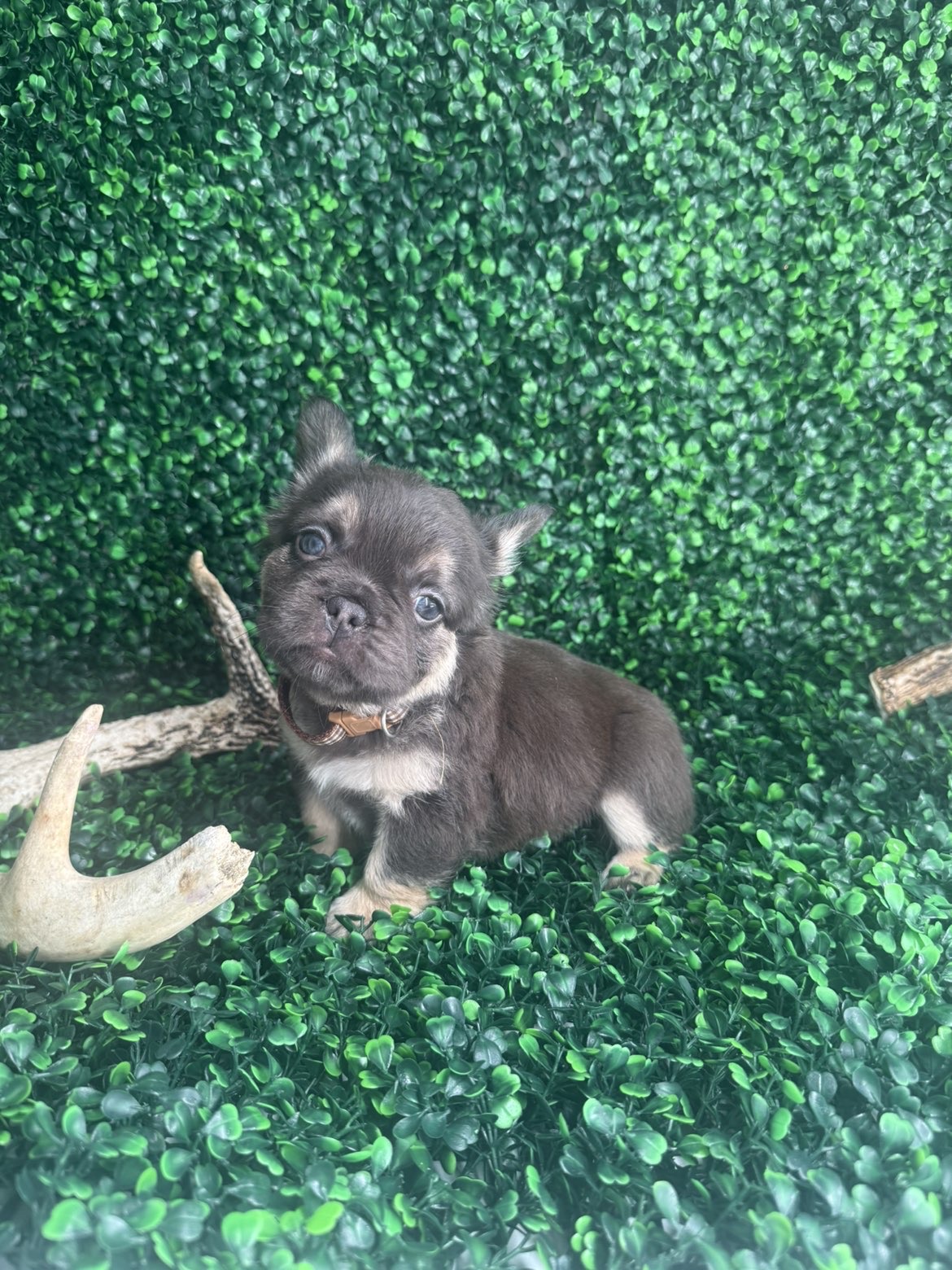 Chocolate fluffy Frenchie puppy