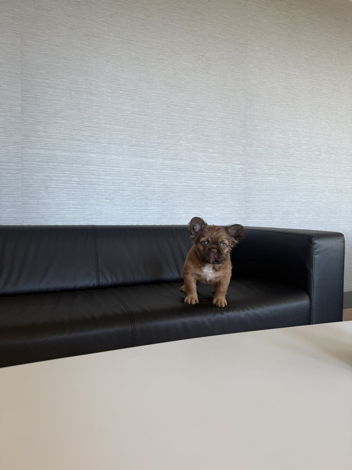 Fluffy Frenchie puppy on couch