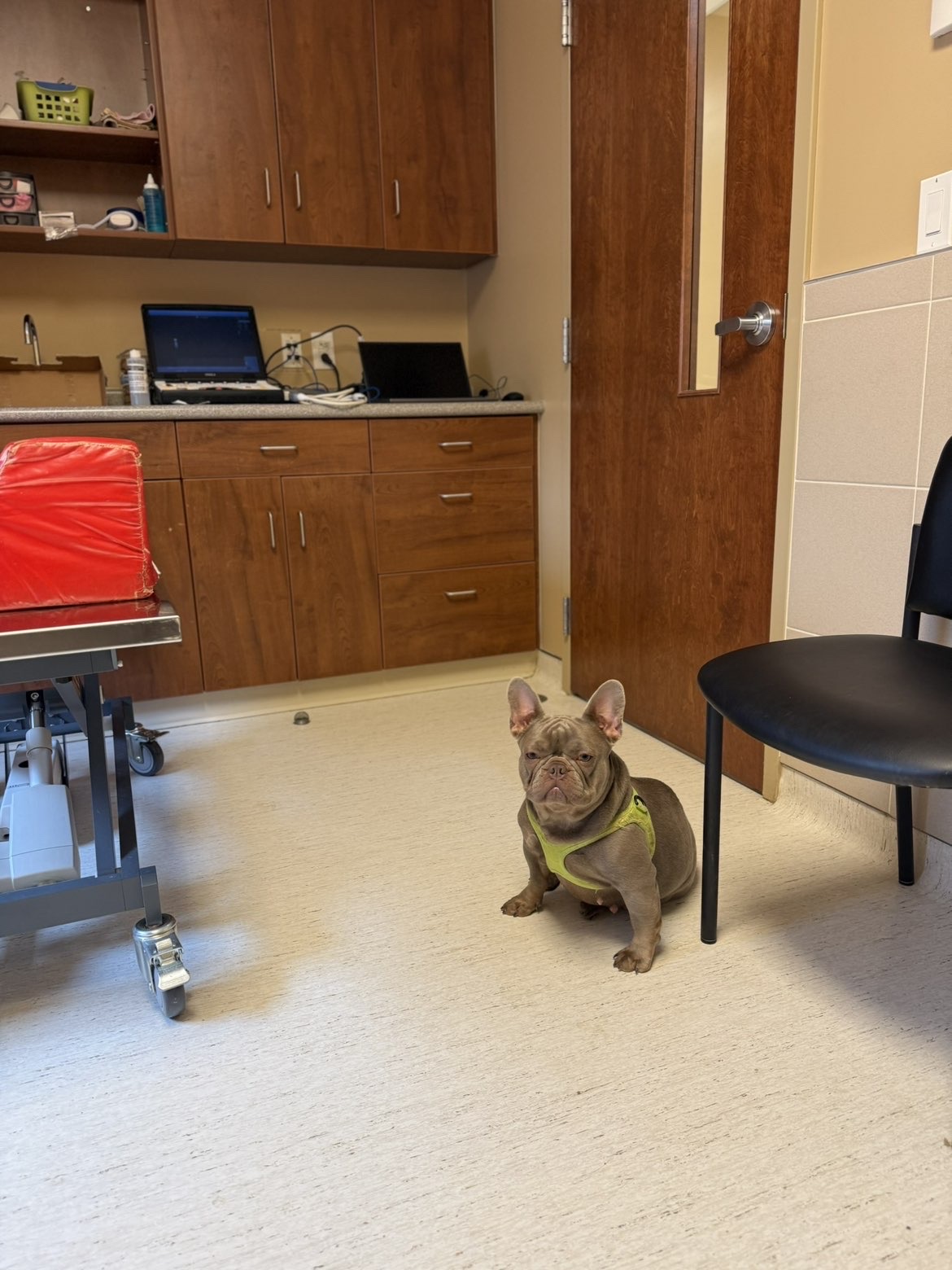 French Bulldog at vet checkup