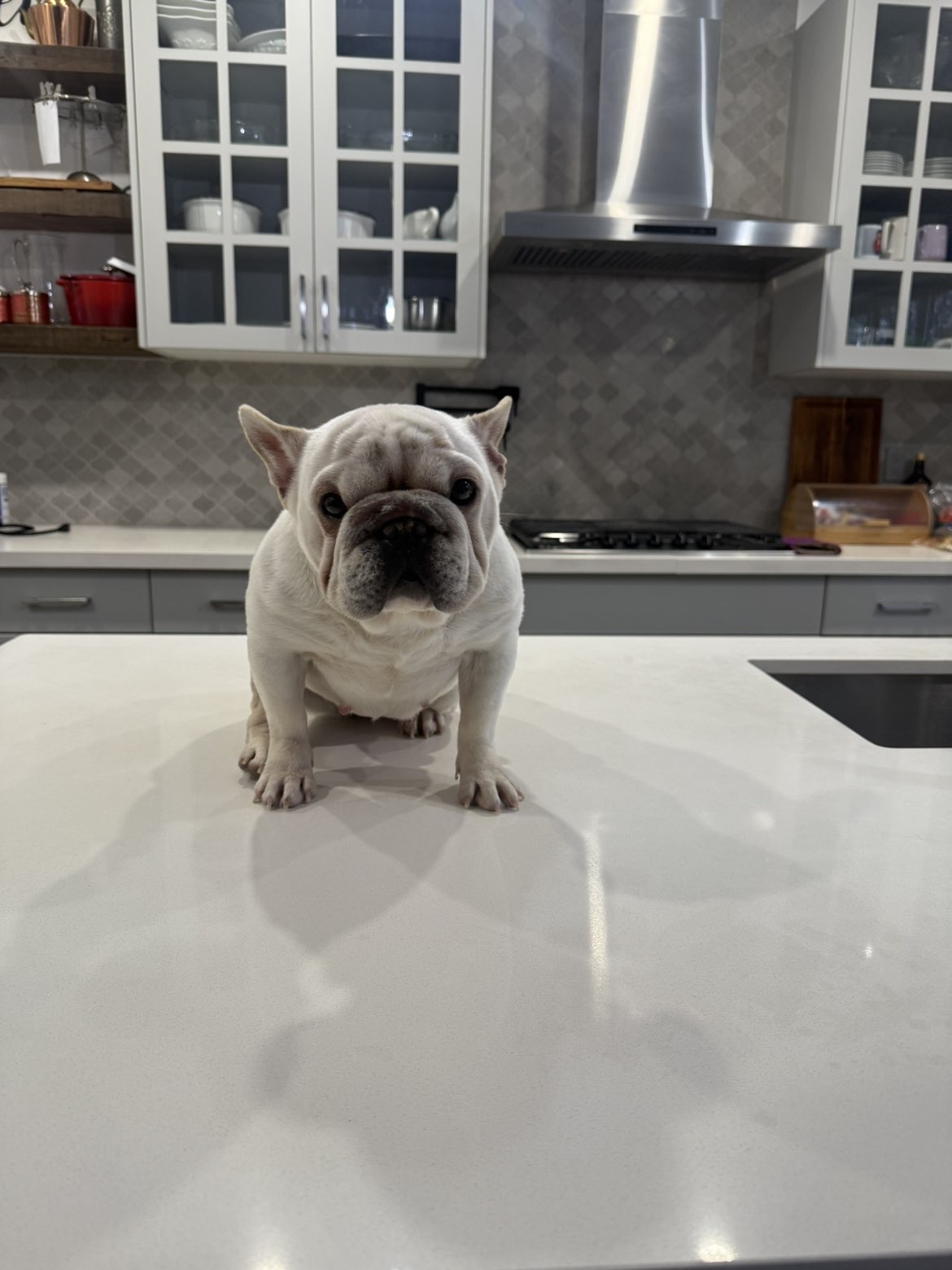 White French Bulldog - perfect structure